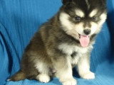 Portée de 7 chiots Pomsky non LOF nés en avril 2026 à vendre
