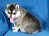 Portée de 7 chiots Pomsky non LOF nés en avril 2026 à vendre