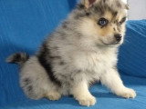 Portée de 7 chiots Pomsky non LOF nés en avril 2026 à vendre