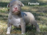 Portée de 9 chiots American Bully XL non LOF de mai 2026 à réserver