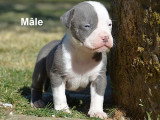 Portée de 9 chiots American Bully XL non LOF de mai 2026 à réserver