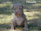 Portée de 9 chiots American Bully XL non LOF de mai 2026 à réserver