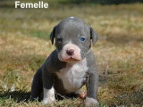 Portée de 9 chiots American Bully XL non LOF de mai 2026 à réserver