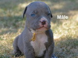 Portée de 9 chiots American Bully XL non LOF de mai 2026 à réserver