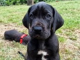 1 chiot Dogue Allemand noir panachure blanche né en avril 2026 LOF à réserver