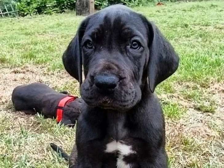 1 chiot Dogue Allemand noir panachure blanche né en avril 2026 LOF à réserver