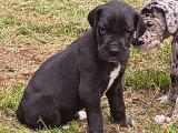 1 chiot Dogue Allemand noir panachure blanche né en avril 2026 LOF à réserver
