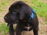 1 chiot Dogue Allemand noir panachure blanche né en avril 2026 LOF à réserver