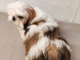 Trois chiots femelles Shih Tzu LOF nés en mars 2026 à vendre