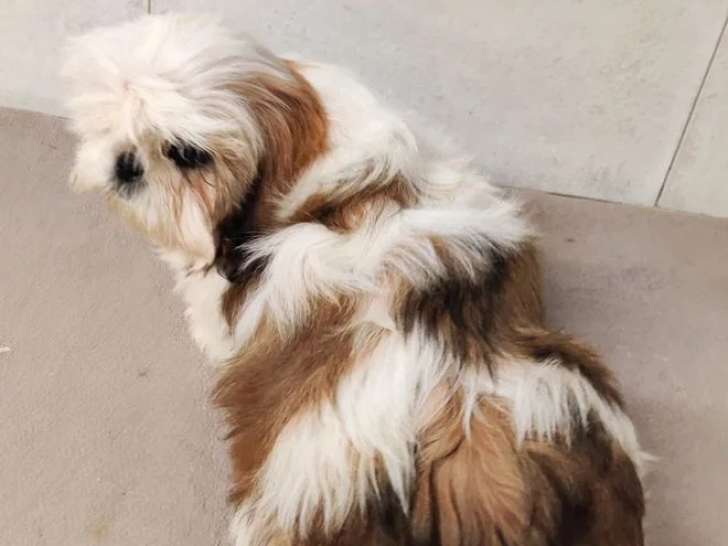 Trois chiots femelles Shih Tzu LOF nés en mars 2026 à vendre