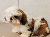 Trois chiots femelles Shih Tzu LOF nés en mars 2026 à vendre
