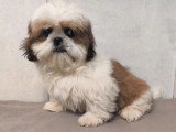 Trois chiots femelles Shih Tzu LOF nés en mars 2026 à vendre