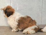 Trois chiots femelles Shih Tzu LOF nés en mars 2026 à vendre