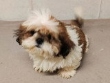 Trois chiots femelles Shih Tzu LOF nés en mars 2026 à vendre