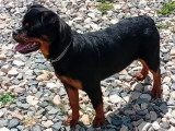 1 chiot Rottweiler femelles LOF de septembre 2025 en vente