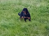 1 chiot Rottweiler femelles LOF de septembre 2025 en vente