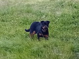 1 chiot Rottweiler femelles LOF de septembre 2025 en vente
