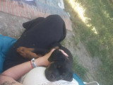 1 chiot Rottweiler femelles LOF de septembre 2025 en vente