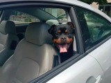 1 chiot Rottweiler femelles LOF de septembre 2025 en vente