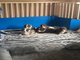 Chiots Berger Australien à vendre
