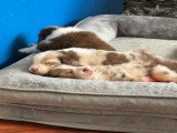 Chiots Berger Australien à vendre