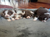 Chiots Berger Australien à vendre