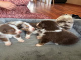 Chiots Berger Australien à vendre