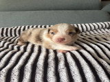Chiots Berger Australien à vendre