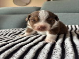 Chiots Berger Australien à vendre