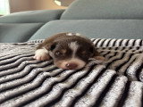 Chiots Berger Australien à vendre
