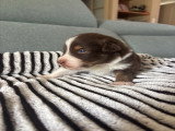 Chiots Berger Australien à vendre