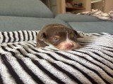 Chiots Berger Australien à vendre