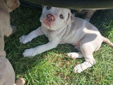 Chiotds de type Olde English Bulldogge mâles à vendre
