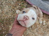 Chiotds de type Olde English Bulldogge mâles à vendre