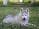 3 chiots Pomsky F2b non LOF de mars 2026 en vente