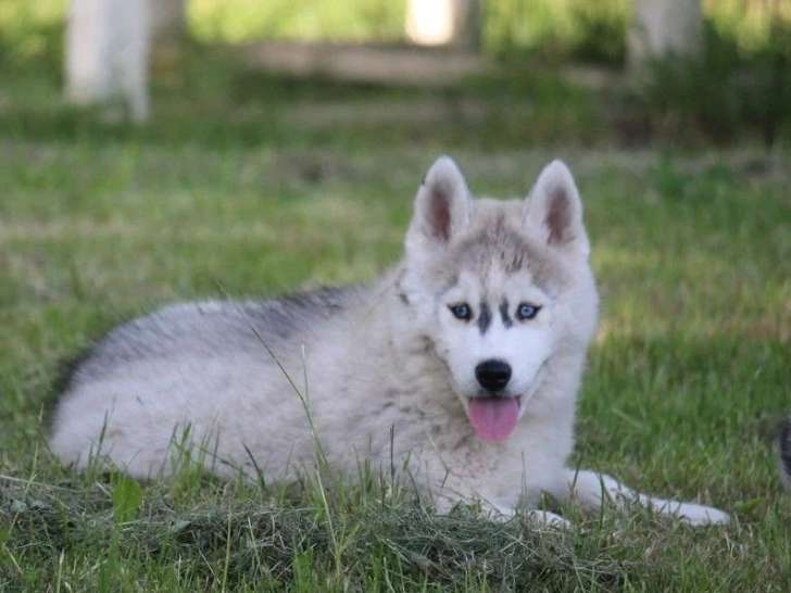 3 chiots Pomsky F2b non LOF de mars 2026 en vente
