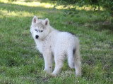 3 chiots Pomsky F2b non LOF de mars 2026 en vente