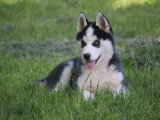 3 chiots Pomsky F2b non LOF de mars 2026 en vente