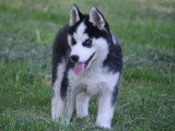 3 chiots Pomsky F2b non LOF de mars 2026 en vente