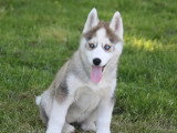 3 chiots Pomsky F2b non LOF de mars 2026 en vente