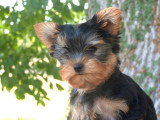 Chiot Yorkshire Terrier mâle LOF né en mars 2026 à vendre