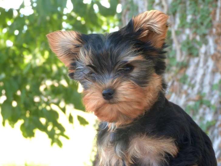 Chiot Yorkshire Terrier mâle LOF né en mars 2026 à vendre