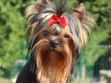 Chiot Yorkshire Terrier mâle LOF né en mars 2026 à vendre