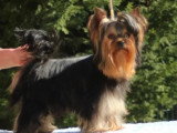 Chiot Yorkshire Terrier mâle LOF né en mars 2026 à vendre