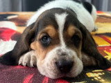 3 chiots Basset Hound non LOF nés en mai 2026 à réserver