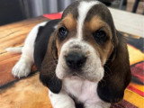 3 chiots Basset Hound non LOF nés en mai 2026 à réserver