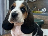 3 chiots Basset Hound non LOF nés en mai 2026 à réserver