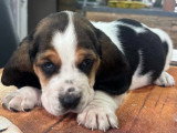 3 chiots Basset Hound non LOF nés en mai 2026 à réserver