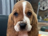 3 chiots Basset Hound non LOF nés en mai 2026 à réserver