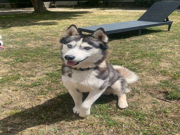 Mâle Husky de Sibérie (2 parents LOF) disponible pour saillie